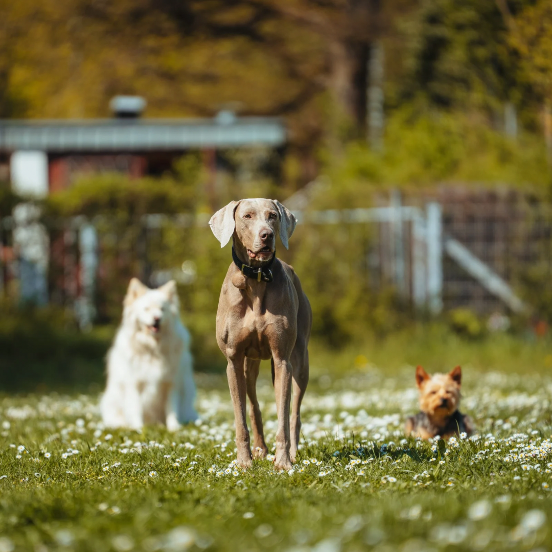 Fortgeschrittenenkurs im Hundetraining Stuttgart mit konzentriert arbeitenden Hunden