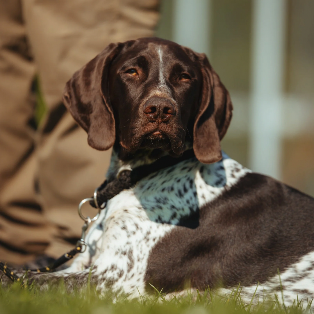 Schnupperstunde Hundetraining Stuttgart zum Ausprobieren von Kursen, Methoden und individueller Begleitung
