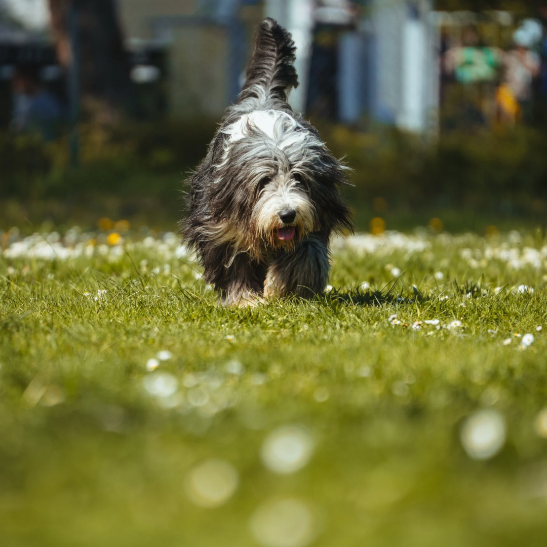 Radiustraining mit Hund in Stuttgart f&uuml;r entspanntes Mitlaufen ohne Leine und klare Orientierung am Halter