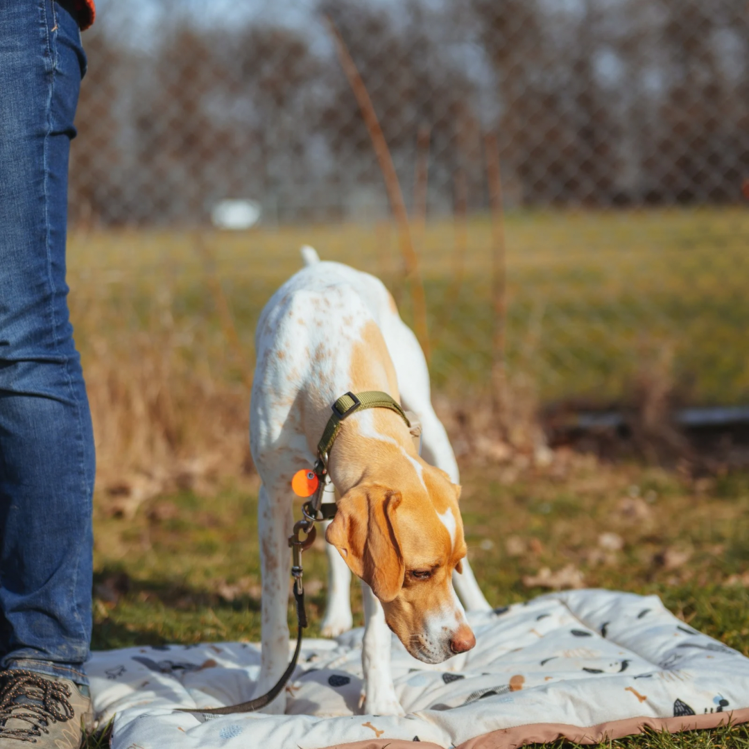 Quereinsteiger Hundekurs Stuttgart &ndash; Training f&uuml;r erwachsene Hunde im Alltag