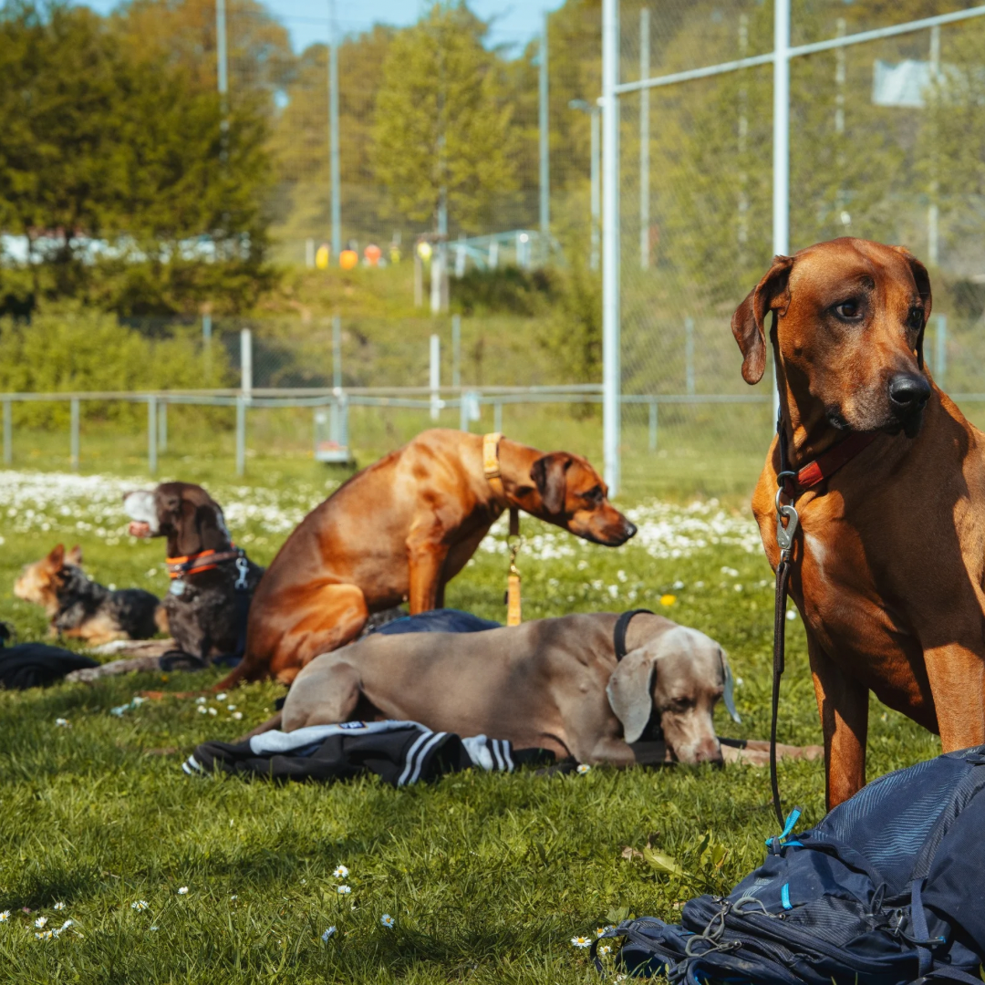 Alltagstaugliches Hundetraining f&uuml;r fortgeschrittene Hunde in Stuttgart