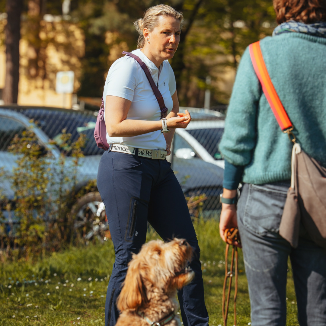 Hundetraining Stuttgart Einzeltraining f&uuml;r pers&ouml;nliche Betreuung und alltagssichere Erziehung