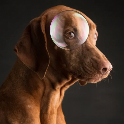Janos mit Seifenblase Stuttgart Hundeschule