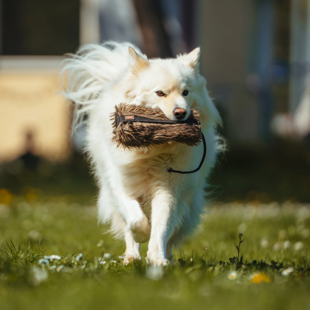 Hund zeigt Freude beim Apportieren im Training Stuttgart