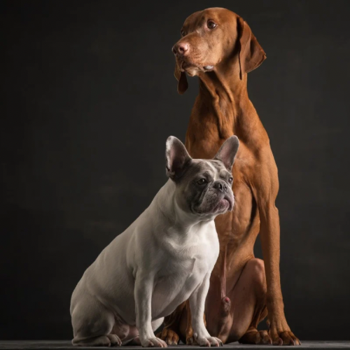 Janos und Hanni Stuttgart Hundeschule