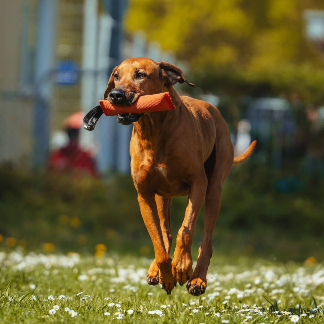Apportieren Hund Stuttgart Video f&uuml;r sinnvolle Auslastung und strukturiertes Hundetraining