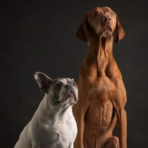 Janos und Hanni Stuttgart Hundeschule