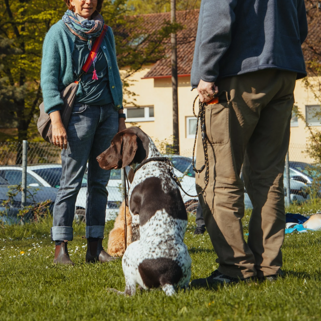 Junghundetraining Stuttgart Video f&uuml;r Erziehung und Alltagstraining junger Hunde