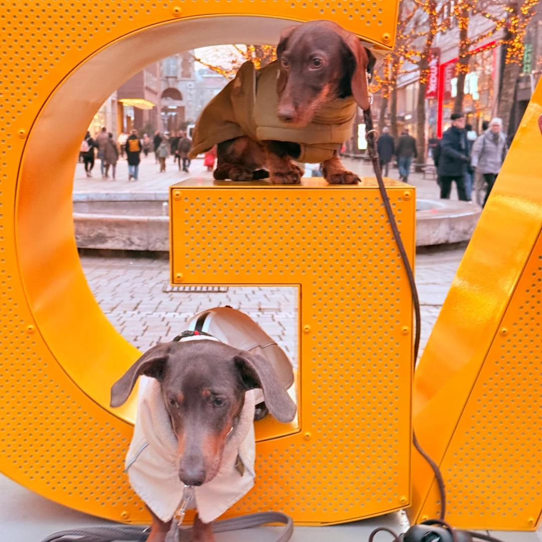 Stadttraining Hund Stuttgart Video zum Hundetraining im Alltag und sicheren Verhalten in der Stadt